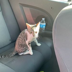 Meet your Posher, Sierra